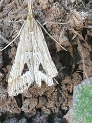 Diasemia
