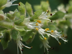 Ocimum gratissimum