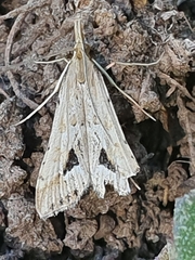 Diasemia