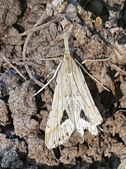 Diasemia