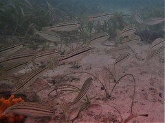 Helotes octolineatus