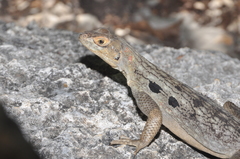 Oplurus quadrimaculatus