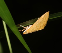 Ecpyrrhorrhoe puralis