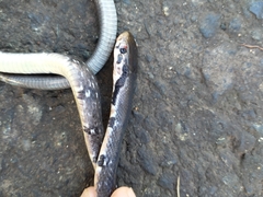 Coelognathus flavolineatus