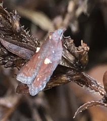 Acleris bowmanana