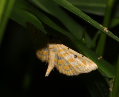 Notarcha aurolinealis