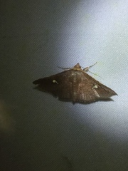 Banisia