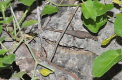 Trachylepis aureopunctata