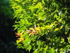 Syzygium formosanum