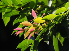 Syzygium formosanum
