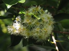 Syzygium formosanum