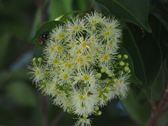Syzygium formosanum