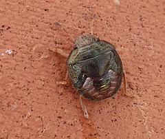 Peribalus strictus strictus