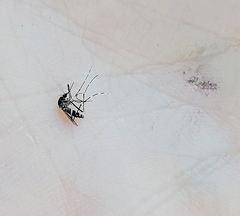 Stegomyia
