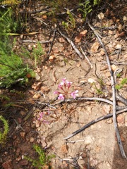 Pelargonium chelidonium