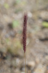 Hordeum brevisubulatum