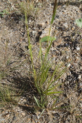Hordeum brevisubulatum
