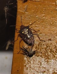 Oebalus poecilus