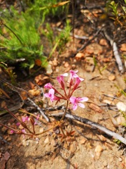 Pelargonium chelidonium