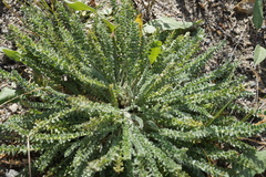 Oxytropis microphylla