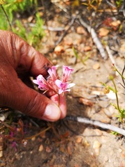 Pelargonium chelidonium