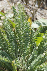 Oxytropis microphylla