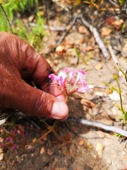 Pelargonium chelidonium
