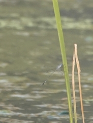 Lestes praemorsus