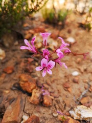 Pelargonium chelidonium