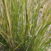Chee Grass - Photo (c) Вероника Белова, some rights reserved (CC BY-NC), uploaded by Вероника Белова
