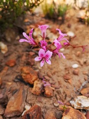 Pelargonium chelidonium