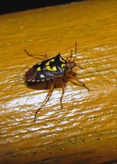Oebalus poecilus