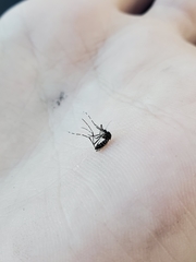 Stegomyia