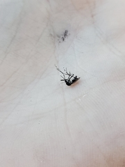 Stegomyia