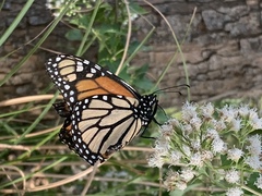 Danaus plexippus