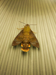 Macroglossum corythus