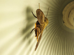 Macroglossum corythus
