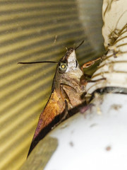 Macroglossum corythus