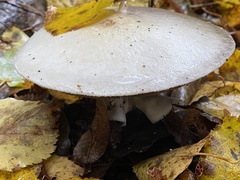 Agaricus
