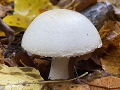 Agaricus