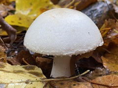 Agaricus