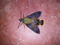 Macroglossum corythus