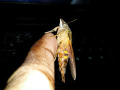 Macroglossum corythus