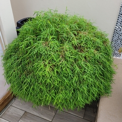 Pogonatherum paniceum