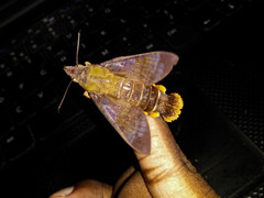 Macroglossum corythus