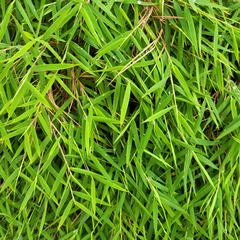 Pogonatherum paniceum