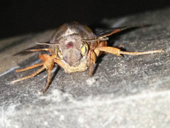Macroglossum corythus