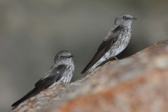 Phedina borbonica