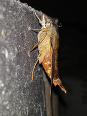Macroglossum corythus