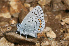 Pseudophilotes vicrama schiffermuelleri